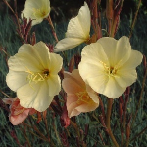 Oenothera Odorata Sulphurea 