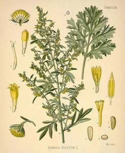 Pelin-Artemisia - Img 2