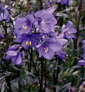 Polemonium Yezoense Purple Rain Strain