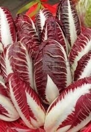 Radicchio rosie Di Treviso