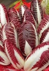Radicchio rosie Di Treviso