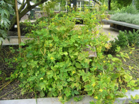 Rostopasca-Chelidonium Majus