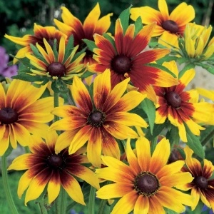 Rudbeckia Hirta Gloriosa Daisy - Img 1