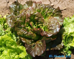 Salata Iceberg-Maravilla de Verano - Img 3