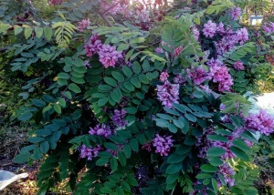 Salcam roz-Robinia Hispida - Img 3