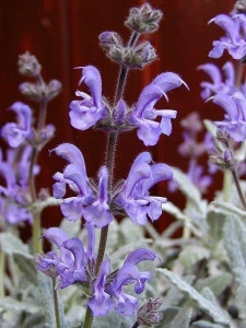Salvia Cyanescens