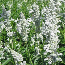 Salvia Farinacea Victoria White - Img 3