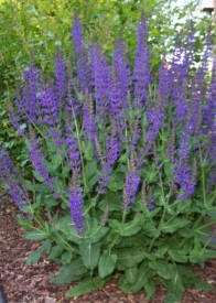 Salvia Nemorosa - Img 4