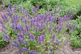 Salvia off.