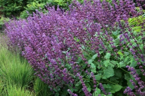 Salvia Verticillata Purple Rain