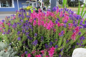 Salvia viridis mix