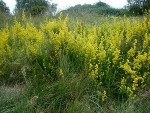 Sanziene galbene-Galium verum  - Img 5