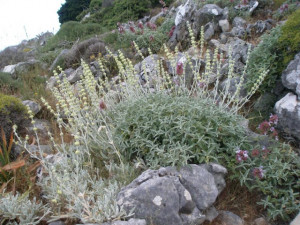 Sideritis Syriaca-Mountain tea