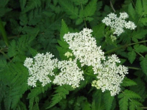 Smirna-Myrrhis odorata - Img 4
