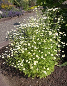 Spilcuta-Tanacetum parthenium  - Img 2