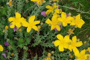 Sunatoare decorativa-Hypericum Monserianum