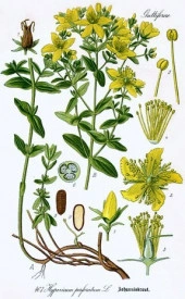 Sunatoare-Hypericum perforatum - Img 2