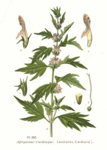 Talpa gastei-Leonurus cardiaca - Img 2