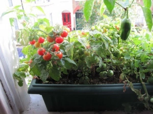 Tomate cherry Tiny Tim - Img 2
