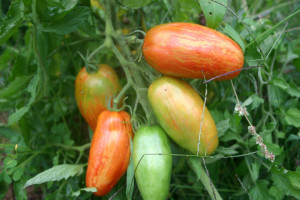 Tomate Speckled Roman