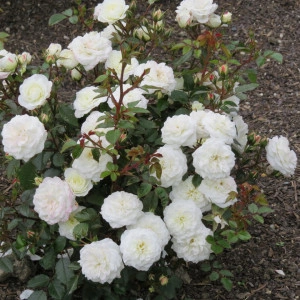 Trandafir Pitic White Fairy - Img 3