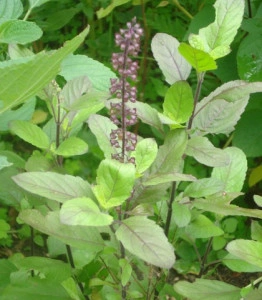 Tulsi-Ocimum tenuiflorum