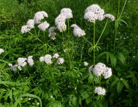 Valeriana-Valeriana officinalis - Img 6
