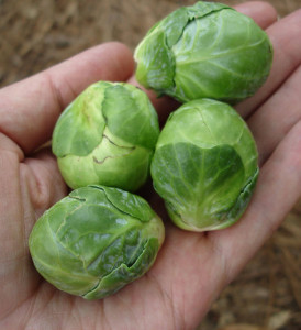 Varza de Bruxelles