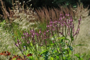 Verbena Hastata Blue Vervain - Img 4