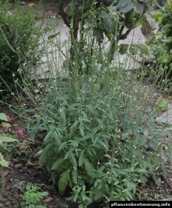 Verbena Officinalis - Img 5