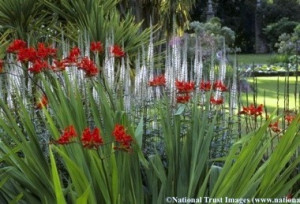Veronicastrum virginicum