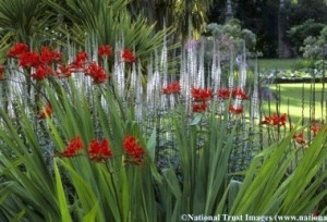 Veronicastrum virginicum - Img 2