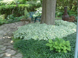 Vinca Minor-Saschiul