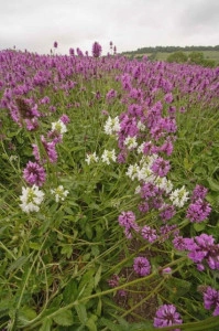 Vindecea-Stachys officinalis