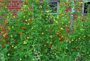 Vita de balon-Cardiospermum halicacabum