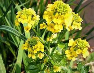 Winter Cress-Barbarea Vulgaris - Img 2