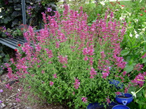Agastache Arcado Pink