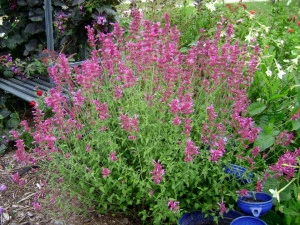 Agastache Arcado Pink - Img 3