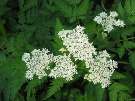 Anason-Pimpinella anisum