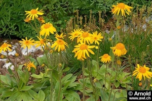 Arnica montana - Img 3