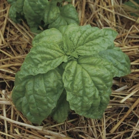 Busuioc Lettuce leaf green - Img 2