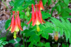 Caldarusa-Aquilegia Canadensis Nana