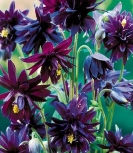 Caldarusa-Aquilegia vulgaris Black Barlow