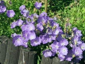 Campanula Carpatica blue - Img 4