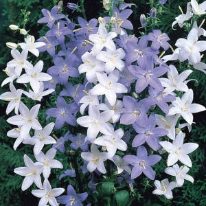 Campanula Pyramidalis mix - Img 2
