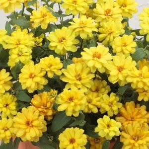Carciumareasa Profusion double Yellow - Img 4