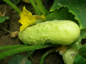 Castravete alb White Wonder