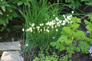 Ceapa de tuns-Chives - Img 4