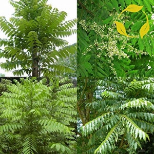 Cedru Chinezesc-Toona Sinensis - Img 8