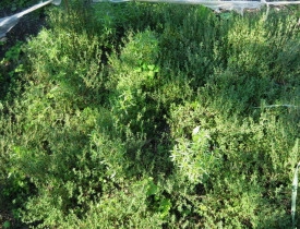 Cimbrisor-Thymus serpyllum - Img 2